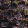 Plants Cotinus Trees & Shrubs | Buy Cotinus Royal Purple Agm