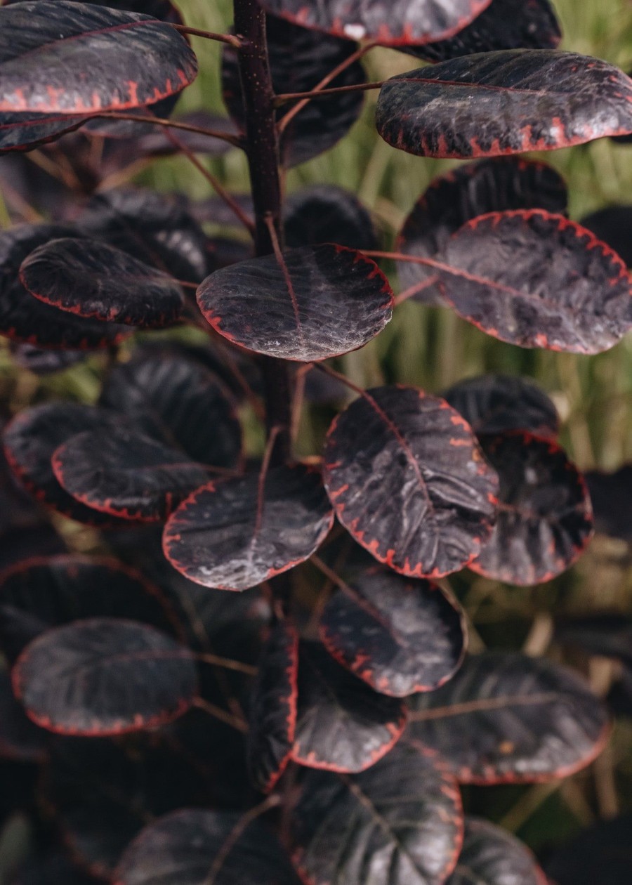 Plants Cotinus Trees & Shrubs | Buy Cotinus Royal Purple Agm