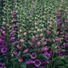 Plants Digitalis Pollinator Garden | Digitalis Purpurea Dalmatian Purple