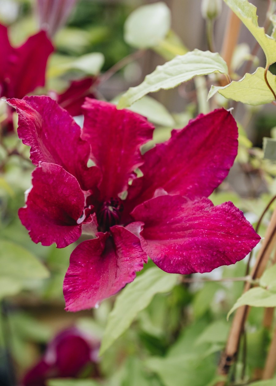 Plants Clematis Cottage Garden | Clematis Ruutel