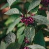 Plants Callicarpa Winter Garden | Buy Callicarpa Bodinieri Profusion