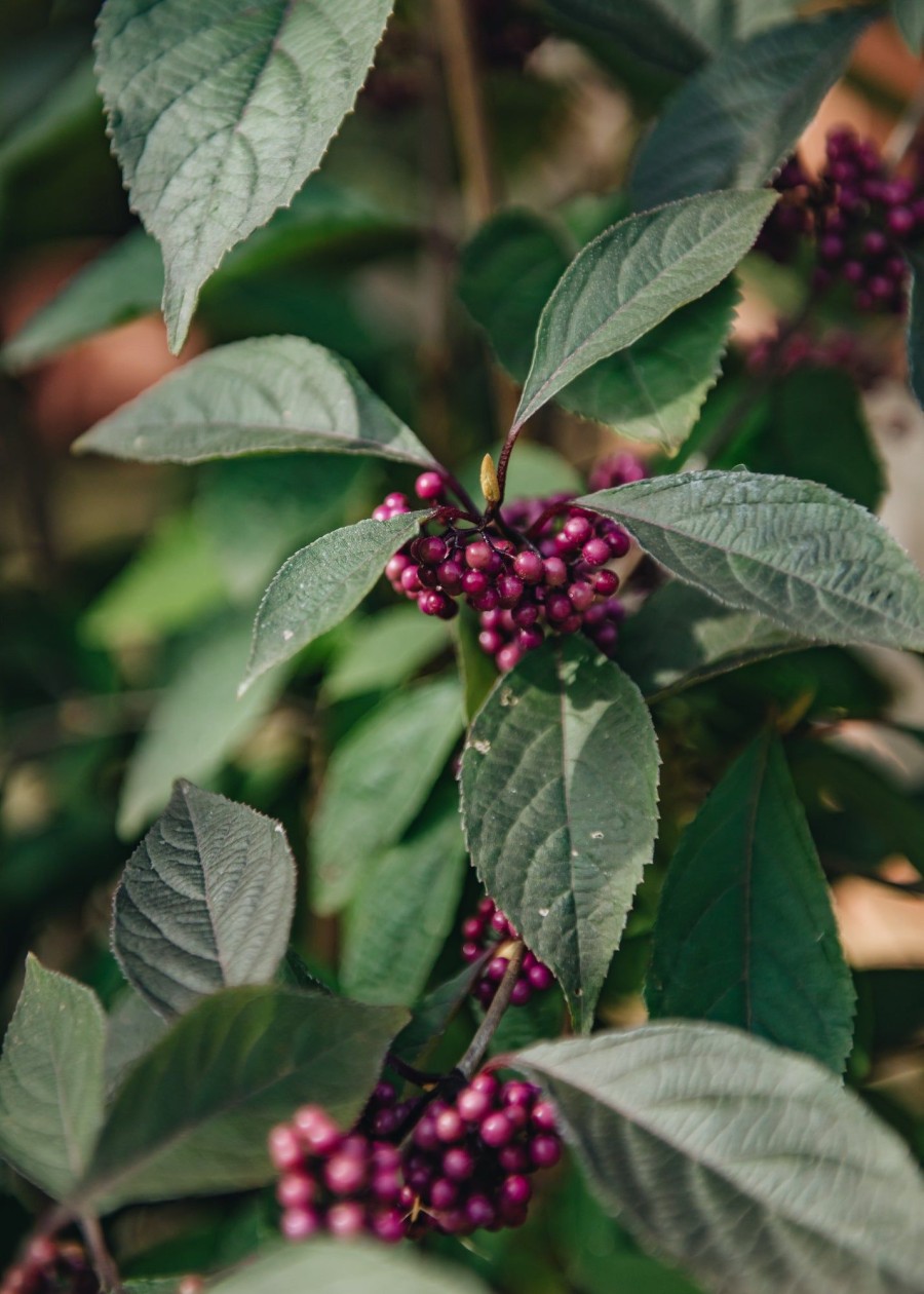 Plants Callicarpa Winter Garden | Buy Callicarpa Bodinieri Profusion