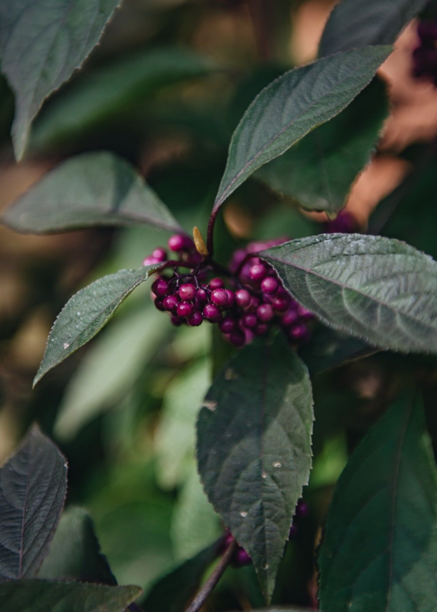 Plants Callicarpa Winter Garden | Buy Callicarpa Bodinieri Profusion