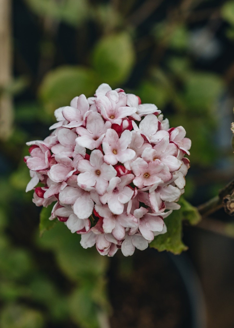 Plants Viburnum Pollinator Garden | Viburnum Burkwoodii