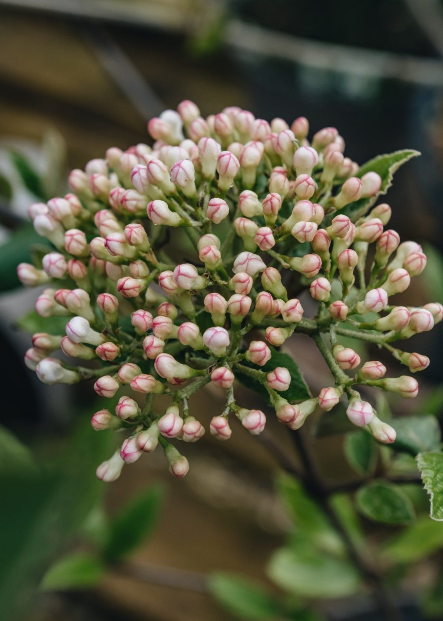 Plants Viburnum Pollinator Garden | Viburnum Burkwoodii