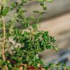 Plants Better Buxus Cottage Garden | Better Buxus Renaissance