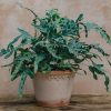 Interiors Burford Garden Co. Houseplants & Pots | Phlebodium Aurem Blue Star