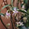 Plants Lonicera Pollinator Garden | Lonicera Standishii