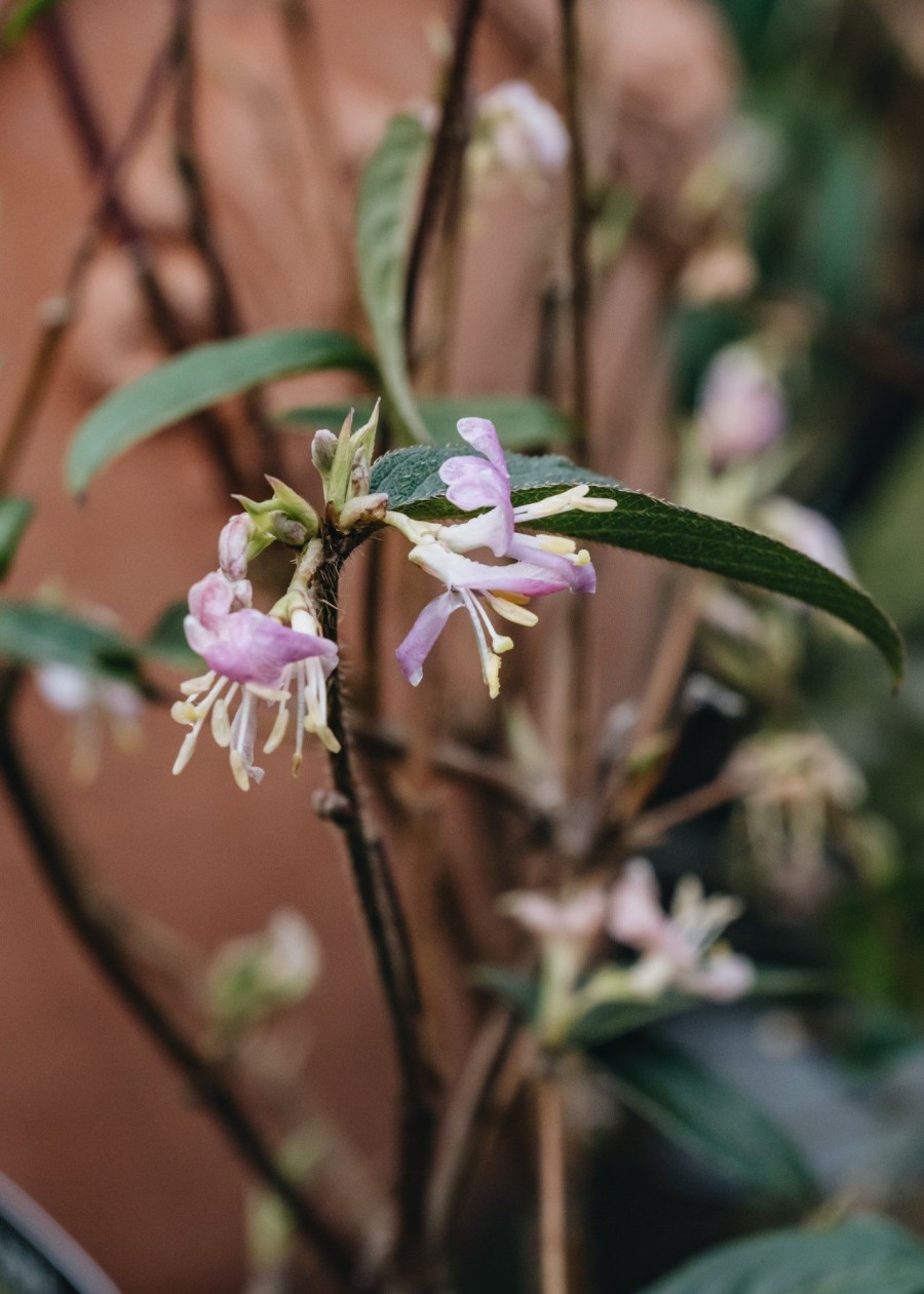 Plants Lonicera Pollinator Garden | Lonicera Standishii