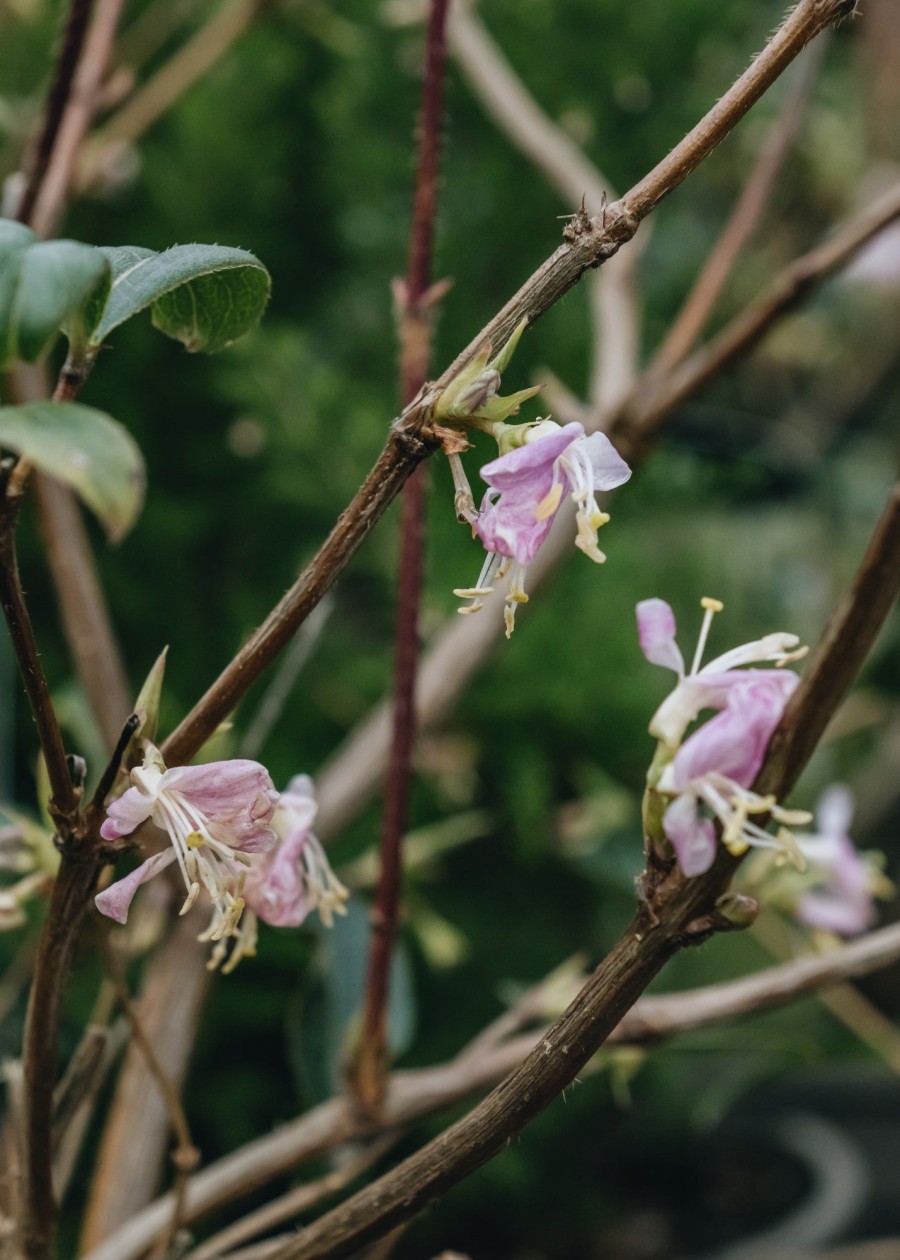 Plants Lonicera Pollinator Garden | Lonicera Standishii