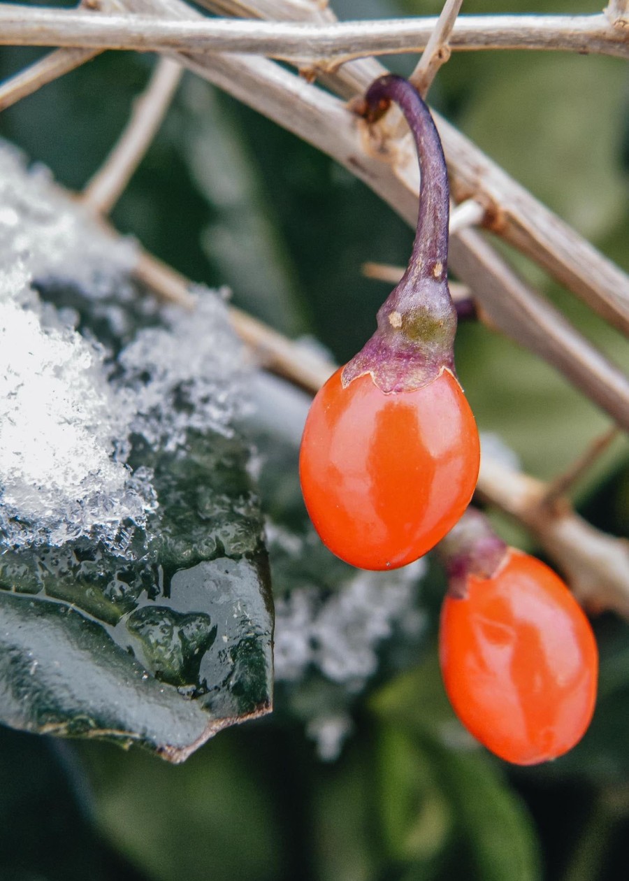 Plants Gojiberry Fruit Trees & Bushes | Lycium Barbarum (Gojiberry)