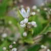 Plants Deutzia Cottage Garden | Deutzia Yuki Snowflake