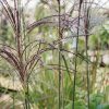 Plants Miscanthus Prairie Garden | Miscanthus Malepartus