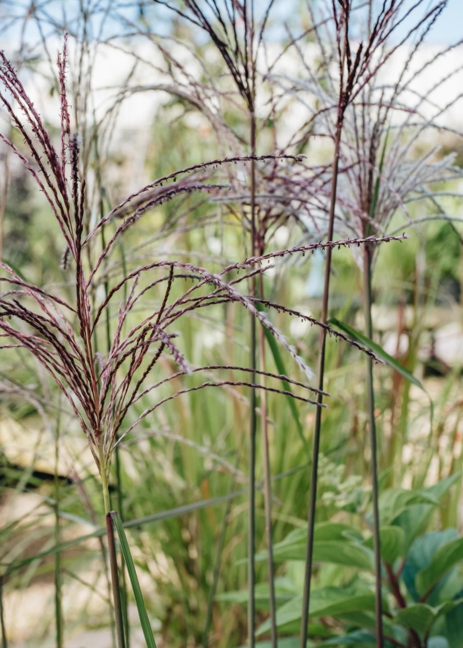 Plants Miscanthus Prairie Garden | Miscanthus Malepartus