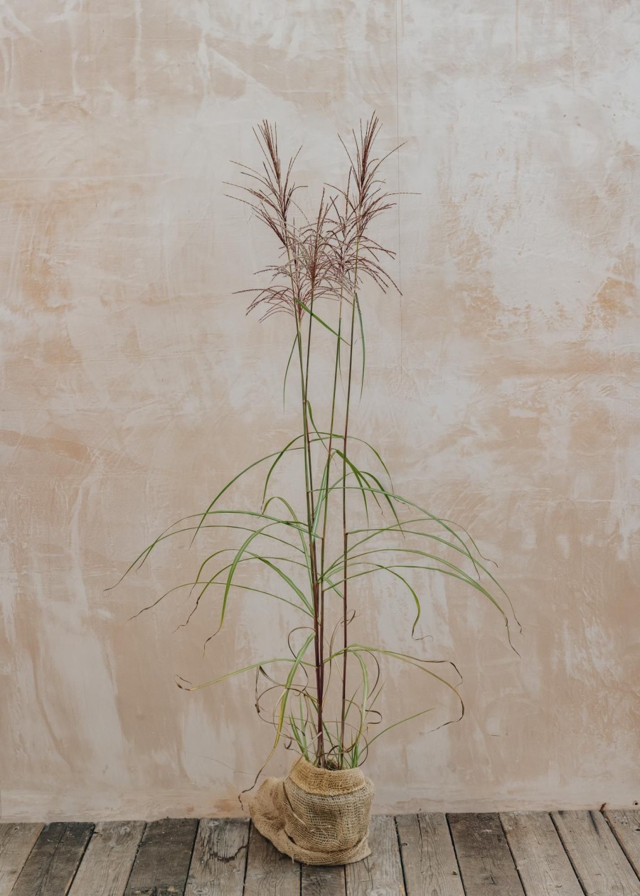 Plants Miscanthus Prairie Garden | Miscanthus Malepartus