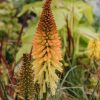 Plants Kniphofia Prairie Garden | Kniphofia Pyromania Backdraft