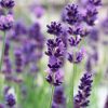 Plants Lavender Pollinator Garden | Lavandula Vera 3L