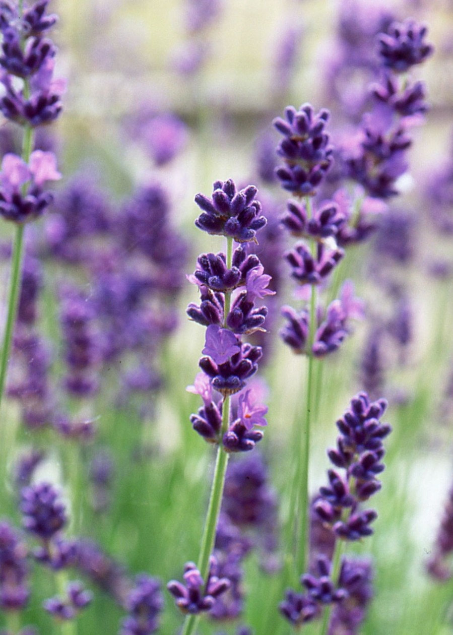 Plants Lavender Pollinator Garden | Lavandula Vera 3L