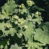 Plants Alchemilla Pollinator Garden | Alchemilla Mollis 3L