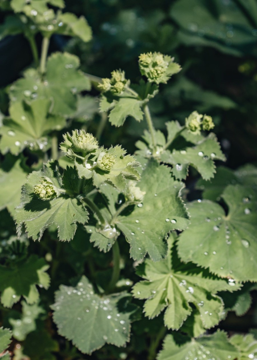 Plants Alchemilla Pollinator Garden | Alchemilla Mollis 3L