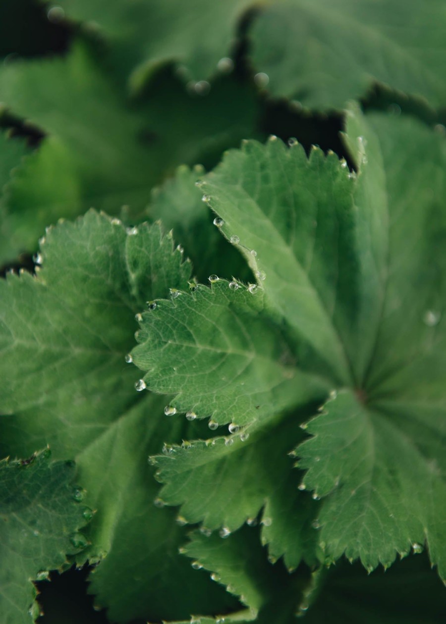 Plants Alchemilla Pollinator Garden | Alchemilla Mollis 3L