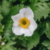 Plants Anemone Cottage Garden | Anemone Elfin Swan