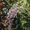 Plants Buddleia Pollinator Garden | Buy Buddleia Davidii Wisteria Lane