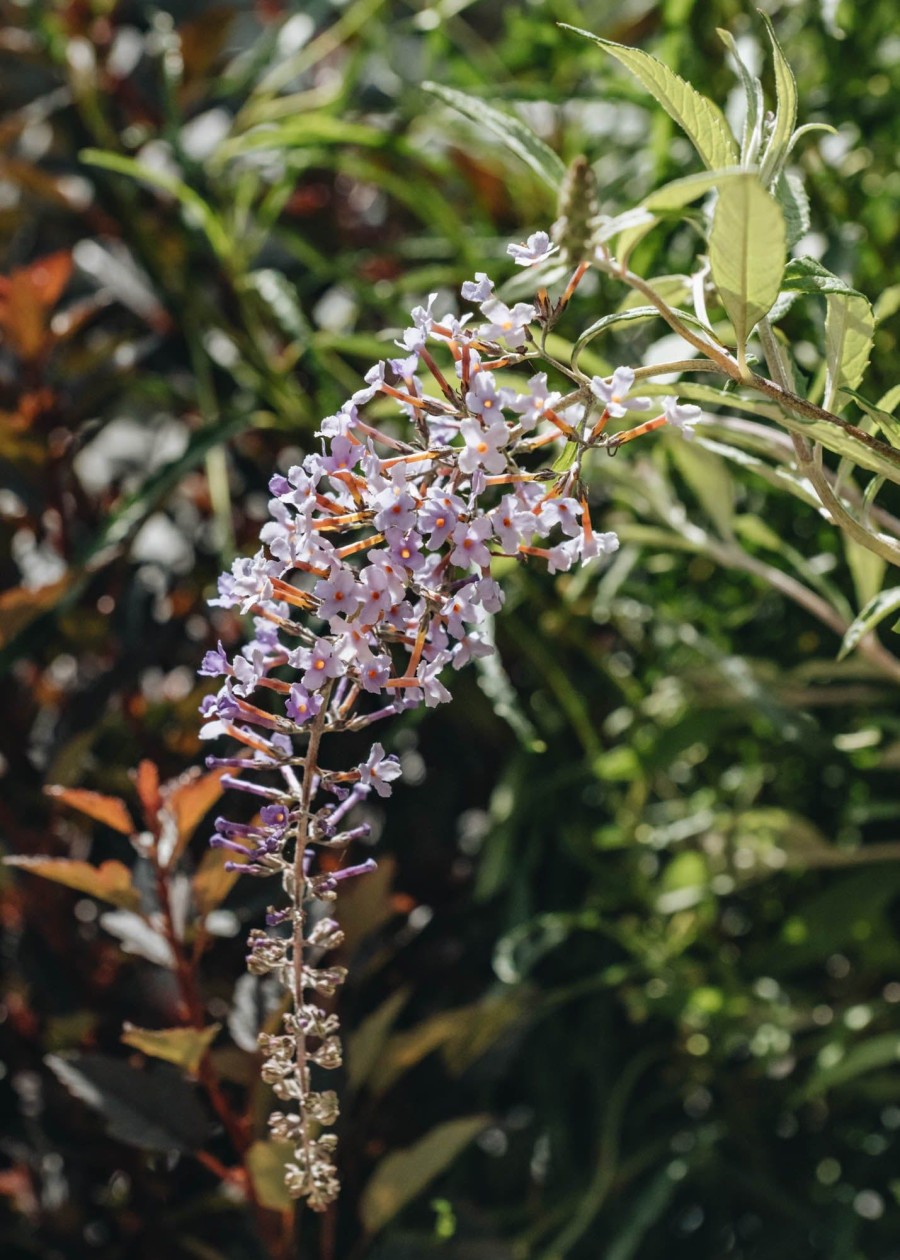 Plants Buddleia Pollinator Garden | Buy Buddleia Davidii Wisteria Lane