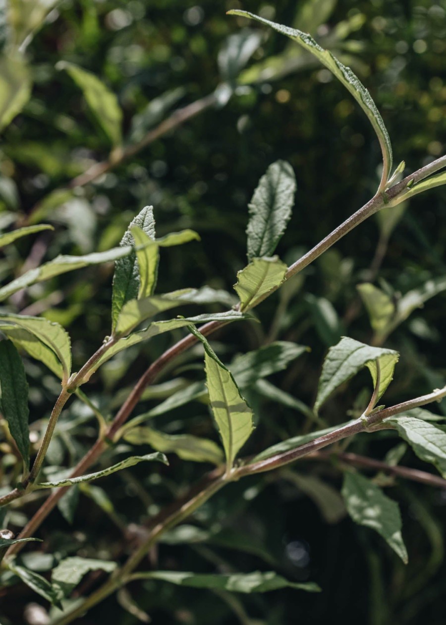 Plants Buddleia Pollinator Garden | Buy Buddleia Davidii Wisteria Lane