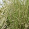 Plants Stipa Prairie Garden | Stipa Tenuissima