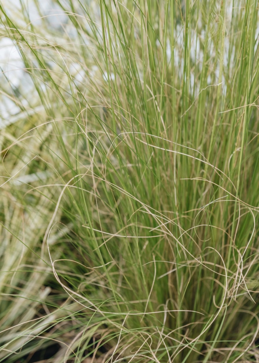 Plants Stipa Prairie Garden | Stipa Tenuissima