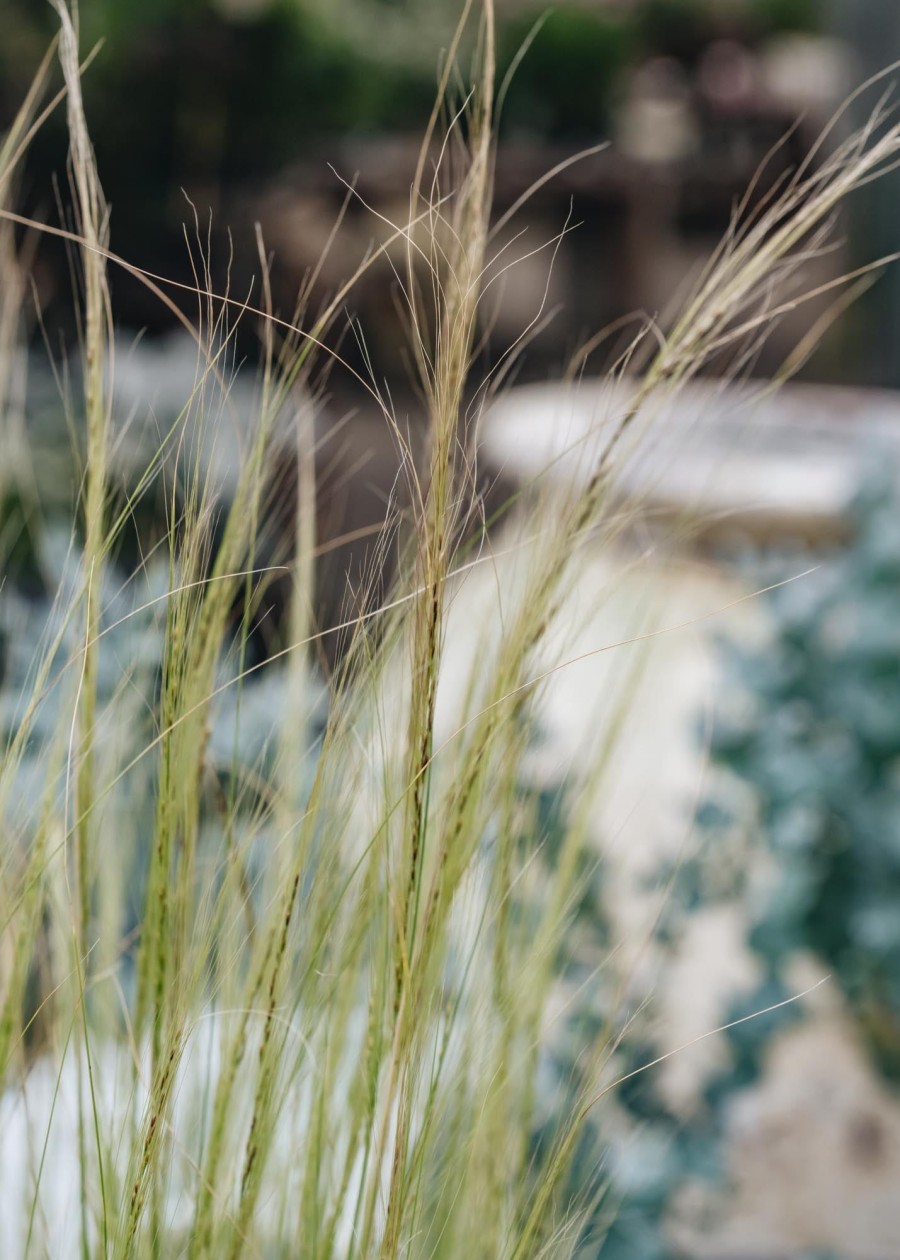 Plants Stipa Prairie Garden | Stipa Tenuissima