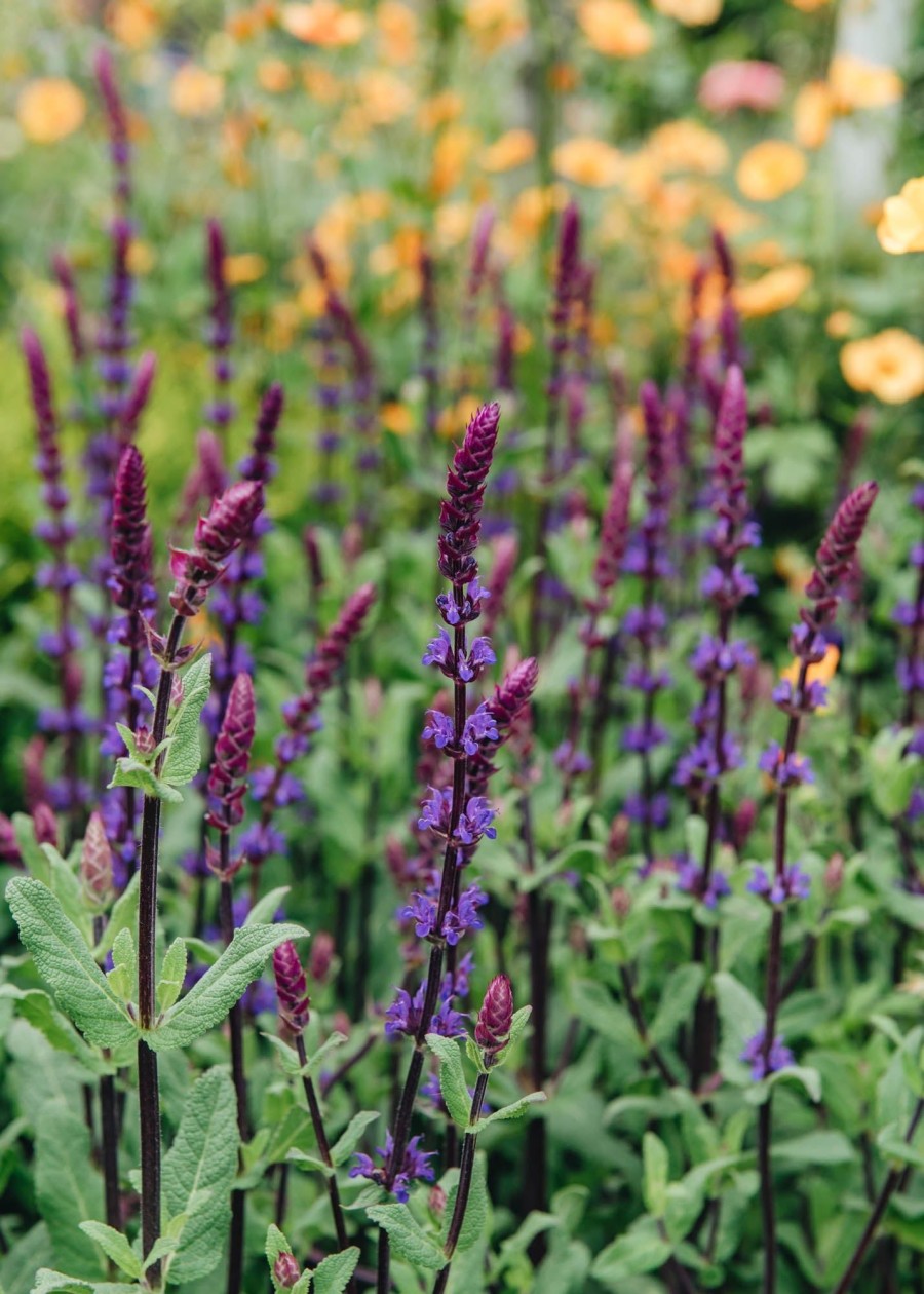 Plants Salvia Pollinator Garden | Salvia Nemorosa Caradonna Agm