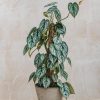 Interiors Burford Garden Co. Houseplants & Pots | Philodendron Brandtjanum