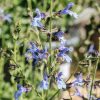 Plants Salvia Pollinator Garden | Salvia African Skies