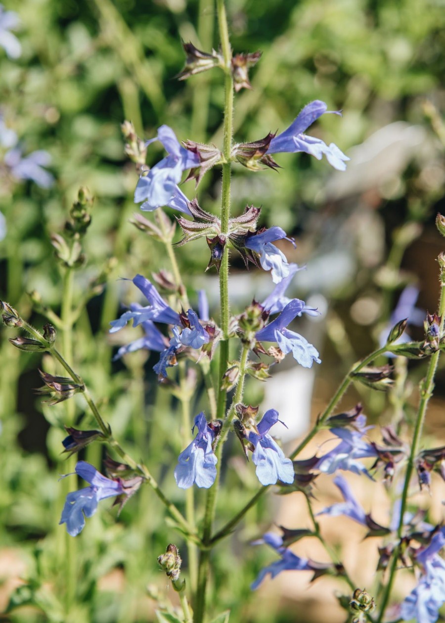 Plants Salvia Pollinator Garden | Salvia African Skies