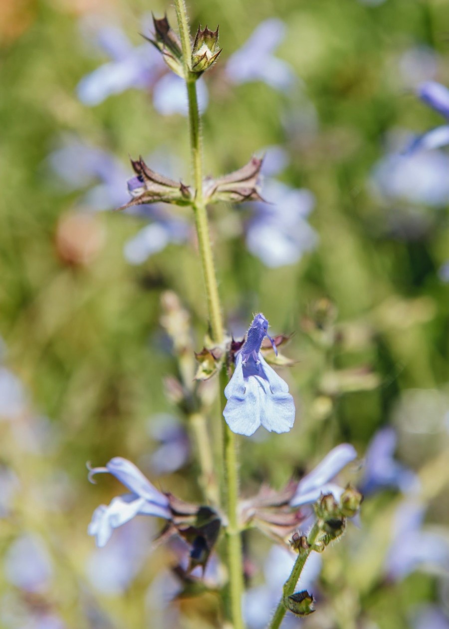 Plants Salvia Pollinator Garden | Salvia African Skies