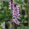 Plants Francoa Pollinator Garden | Francoa Petite Bouquet