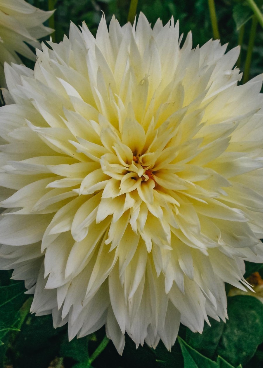 Plants Taylors Bulbs Dahlia Tubers | Dahlia 'Canary Yellow Fubuki' Tubers