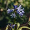 Plants Agapanthus Prairie Garden | Agapanthus Charlotte