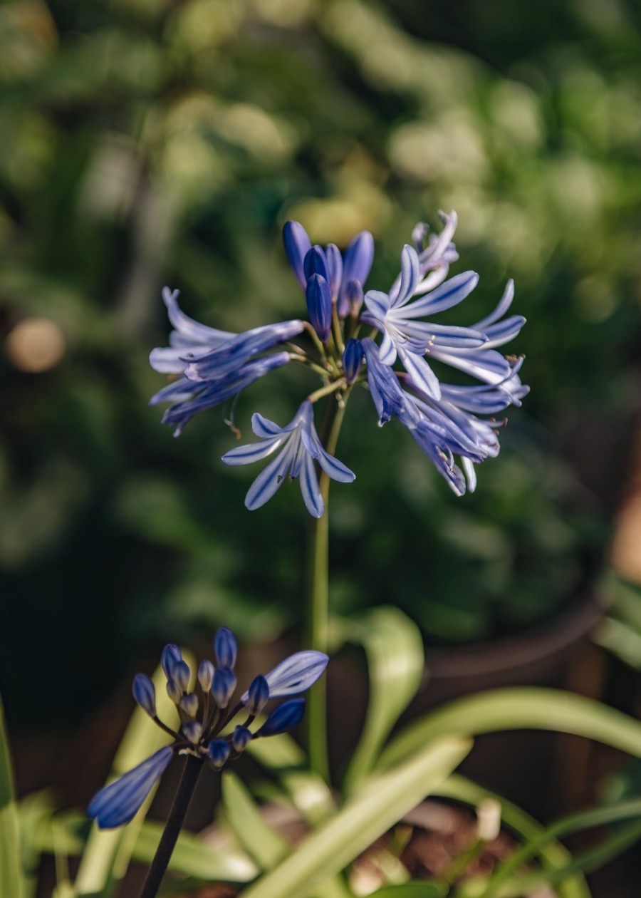 Plants Agapanthus Prairie Garden | Agapanthus Charlotte