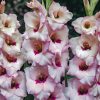 Plants Taylors Bulbs Gladioli Corms | Gladiolus 'Venezia', Pack Of 15 Corms