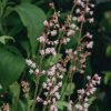 Plants Heucherella Cottage Garden | Heucherella Pink Fizz