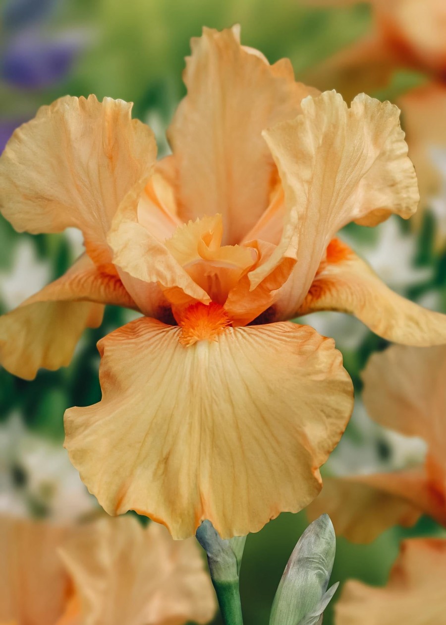 Plants Taylors Bulbs Iris Bulbs | Iris 'Maid Of Orange', Pack Of Three Bulbs