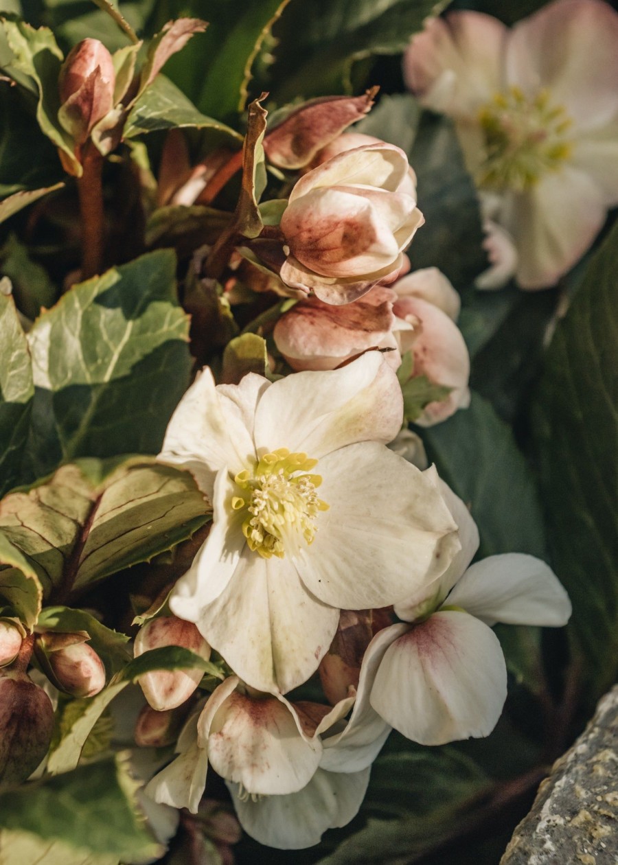 Plants Hellebore Winter Garden | Helleborus Shooting Star