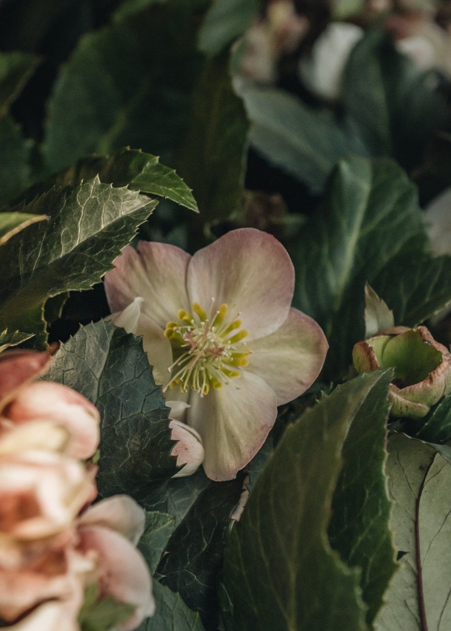 Plants Hellebore Winter Garden | Helleborus Shooting Star