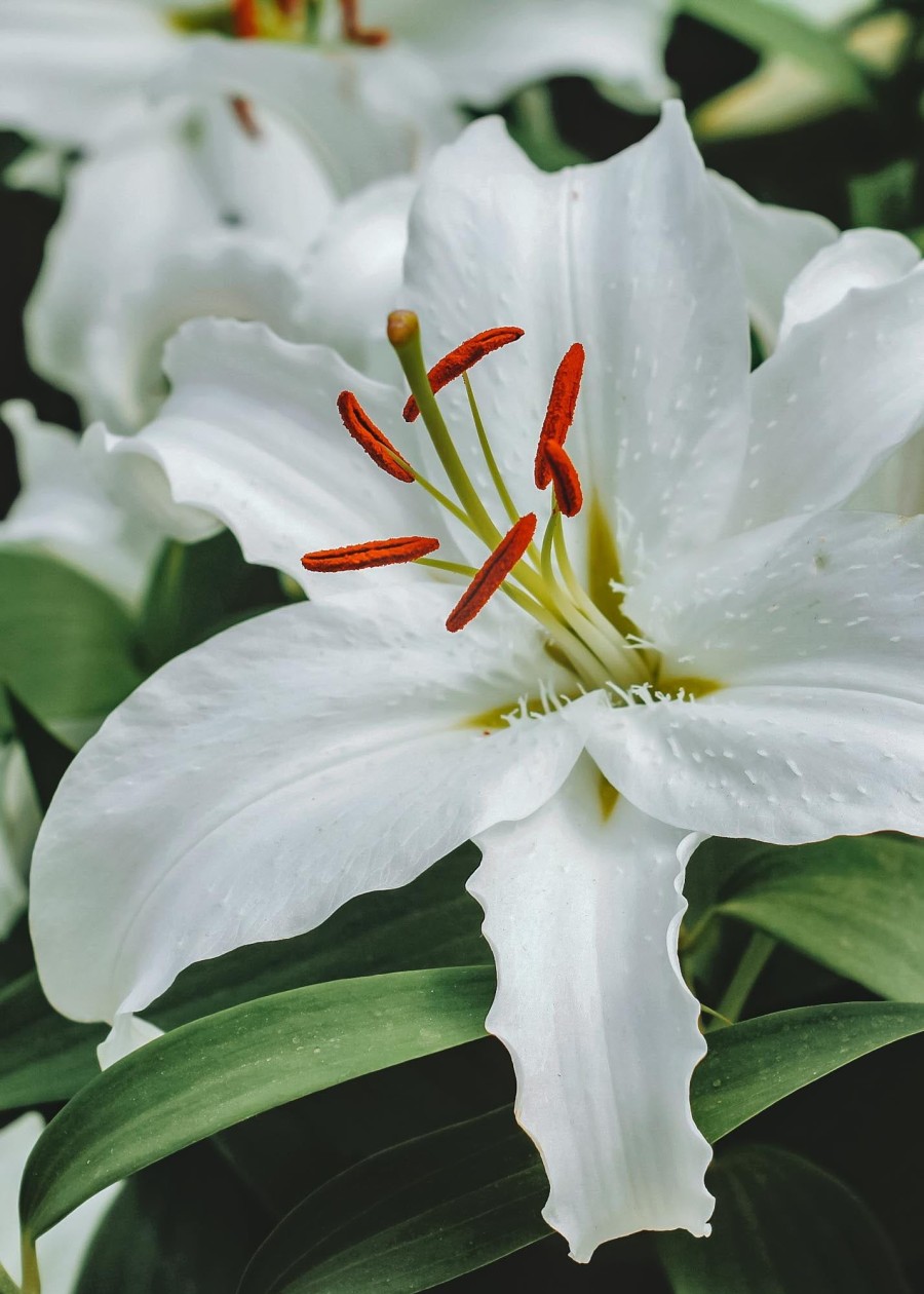 Plants Taylors Bulbs Lily Bulbs | Lilium 'Casa Blanca', Pack Of Three Bulbs