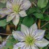 Plants Clematis Cottage Garden | Clematis Crystal Fountain