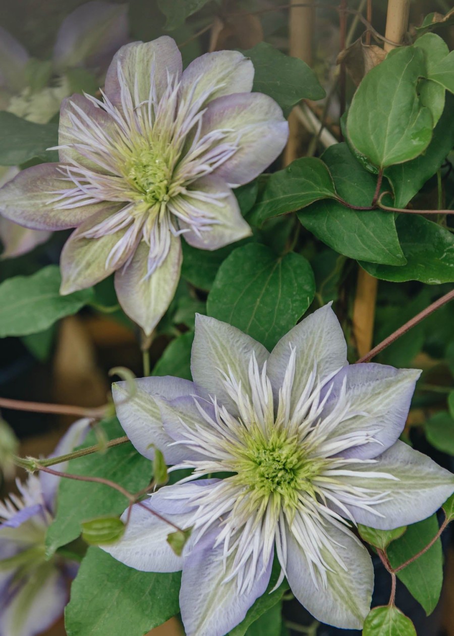 Plants Clematis Cottage Garden | Clematis Crystal Fountain