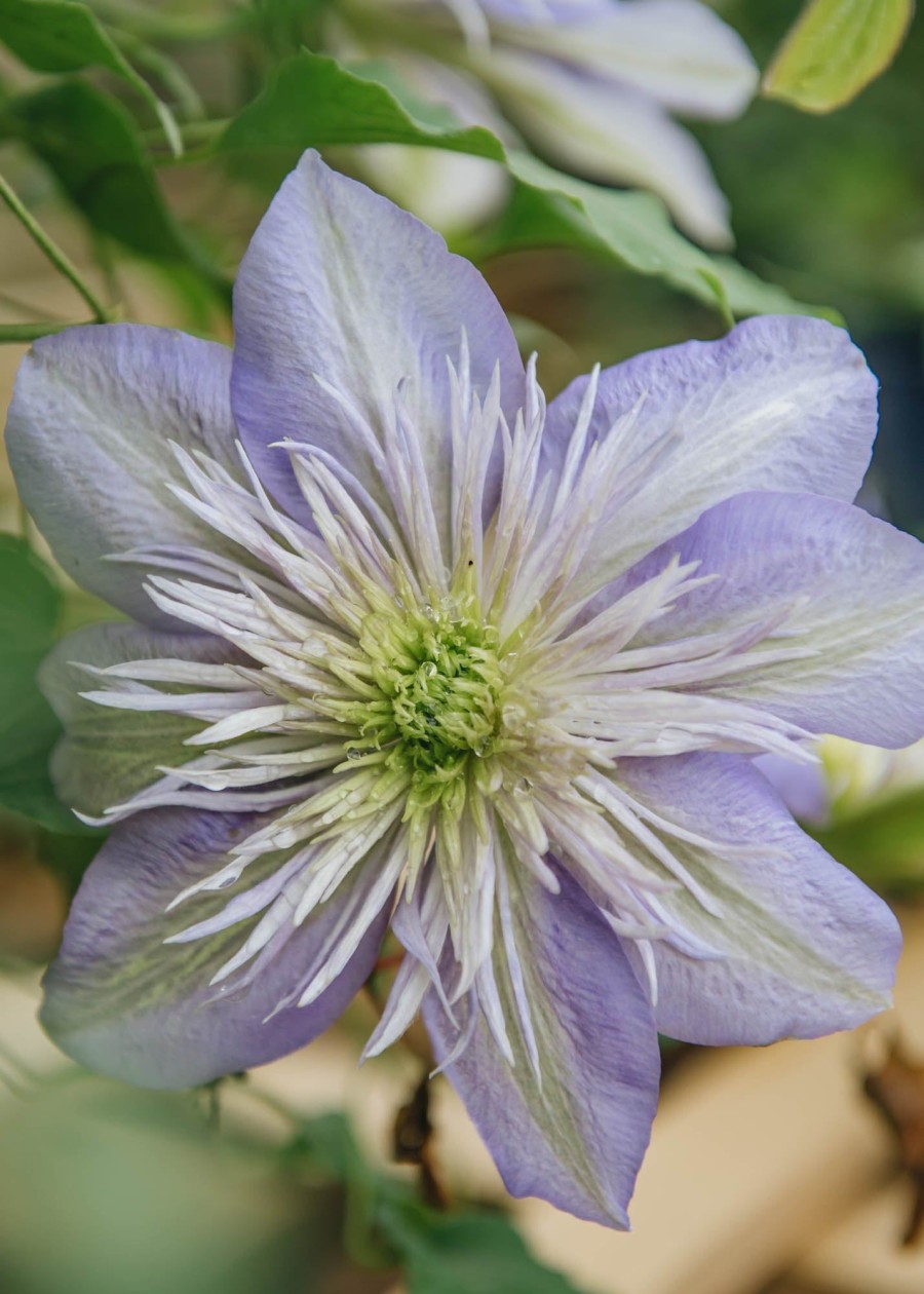 Plants Clematis Cottage Garden | Clematis Crystal Fountain